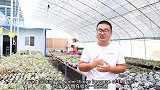 多肉无国界，小帅带肉友们比较国外和国内网友喜好，结果出乎意料