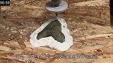 200万年前的指甲，老外说切就切，价值整整10000美元