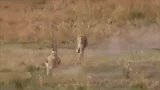 动物世界：豹子和羚羊的追逐赛，看我凌空飞起锁喉！