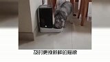 宠物冷知识，猫咪呕吐怎么办？奇怪的知识又增加了