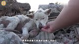 狗狗被困油桶数天奄奄一息，志愿者发现后，展开生死救援