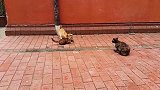公猫和母猫闹矛盾，母猫打起公猫一点也不留情啊