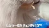 我的小猫好像牙口不太好