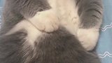 猫：我好害怕，铲屎的你要对我干嘛啊！