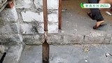 囤放稻麦的屋子钻进了毒蛇，每个角落翻开杂物都有发现