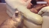 猫咪和狗狗对视着，一言不合的就打了起来，脾气太大了！