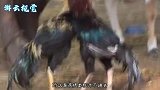 名声赫赫的五毒之一蜈蚣，天敌却是普通的公鸡，为什么会这样？