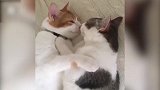 两只可爱的猫咪，睡觉的时候，嘴对嘴抱着睡！