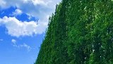 夏天是一个充满了惊喜和美好的季节