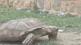 尼日利亚称344岁最长寿乌龟去世 曾被两仆人照顾见王室成员