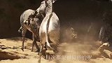 斑马过河被水冲入鳄鱼陷阱，危急时刻使出绝招，鳄鱼：它敢踩我？