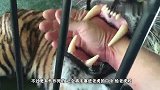 家养老虎闻到主人的血，会有什么样的反应呢？想不到结局是这样的