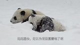 一群鸭子刚冲出门外，被冻得立马往回跑，网友：哇塞，动作真快！