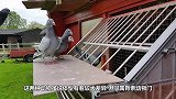 在鸽子窝里放了一枚鸡蛋，小鸡出壳后，鸽子妈妈的反应让人意外