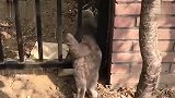 猫：我一点都不胖，就是穿衣服显得