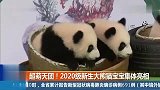 成都：超萌天团！2020级新生大熊猫宝宝集体亮相，C位出道！