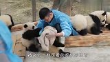 做熊猫饲养员有多幸福？妥妥的拉仇恨，网友：我慕了！