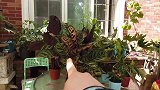 夏天养花三件套，防晒补水和降温我都备齐了