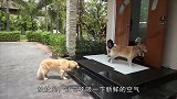 狗狗还是这么养比较好，排排队，擦爪爪