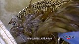 老广的味道这些大酒楼才会有的食材，也出现了他的大排档里