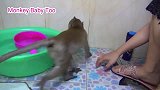 调皮的猴子，主人为了给它洗个澡，真是费尽口舌，太不安分的猴子
