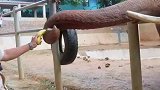 帮游客捡鞋的大象获奖了