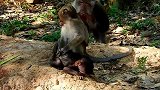 哇！可爱的新生猴宝宝拥抱和咬它的妹妹