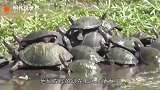 男子河边发现一群乌龟晒太阳，拿出手机拍照，看清之后撒腿就跑
