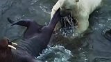 北极熊捕获海象，果然食物链顶端的存在没一个简单的