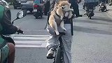 主人骑自行车背着狗狗上班