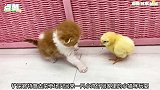 猫想要逃出粉色围栏，就是因为多出来一只鸡仔