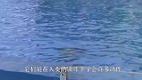 三只海豚随浪而起纷纷搁浅，本以为它们九死一生，接下来画风大变