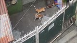 战斗喵生，猫咪居然也有这么强的战斗力！