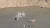 3只老虎在水塘抓鸭子！看得见却吃不着，把老虎急坏了