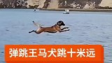 马犬弹跳王，十米外起跳扑倒十米内的目标是什么概念