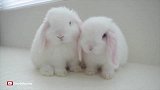 两只小白兔，相亲相爱，腻腻歪歪，太可爱了
