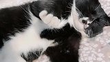 看我家猫咪可爱不