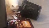 猫：饿的不行了，我来看看垃圾桶有没吃的！