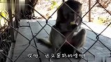 儿子，你看这狗多乖啊，这要是我大孙子那该多好啊