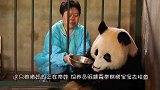 熊猫吃竹子多次推开宝宝，突然想起是亲生的，态度180度大转变
