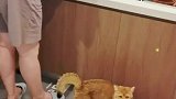 主人给猫咪拍视频，小猫咪秒变八戒