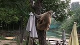 猴子爱爬树