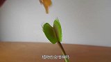 植物也会怕辣吗？老哥给捕蝇草喂辣椒酱，接下来的场面差点失控！