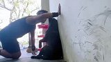 壁咚家里狗子的反应！