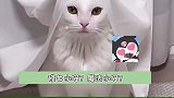 清冷感喵喵！高冷的魔法小猫