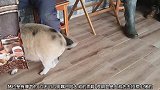 猪也会生气对付人，大叔一直把脚放在猪脸上，猪发飙了