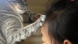小主人和猫咪对峙，猫咪伸手就打小主人，还抓它头发