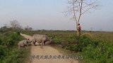 男子爬上树观看犀牛，不料犀牛突然冲了过来，场面太过刺激