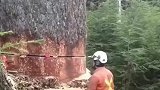 直径快两米的古树，被伐木工用工具放倒