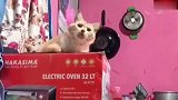 听到外面的吵架声，猫都懵了，表情出神入化，很像八卦的我！